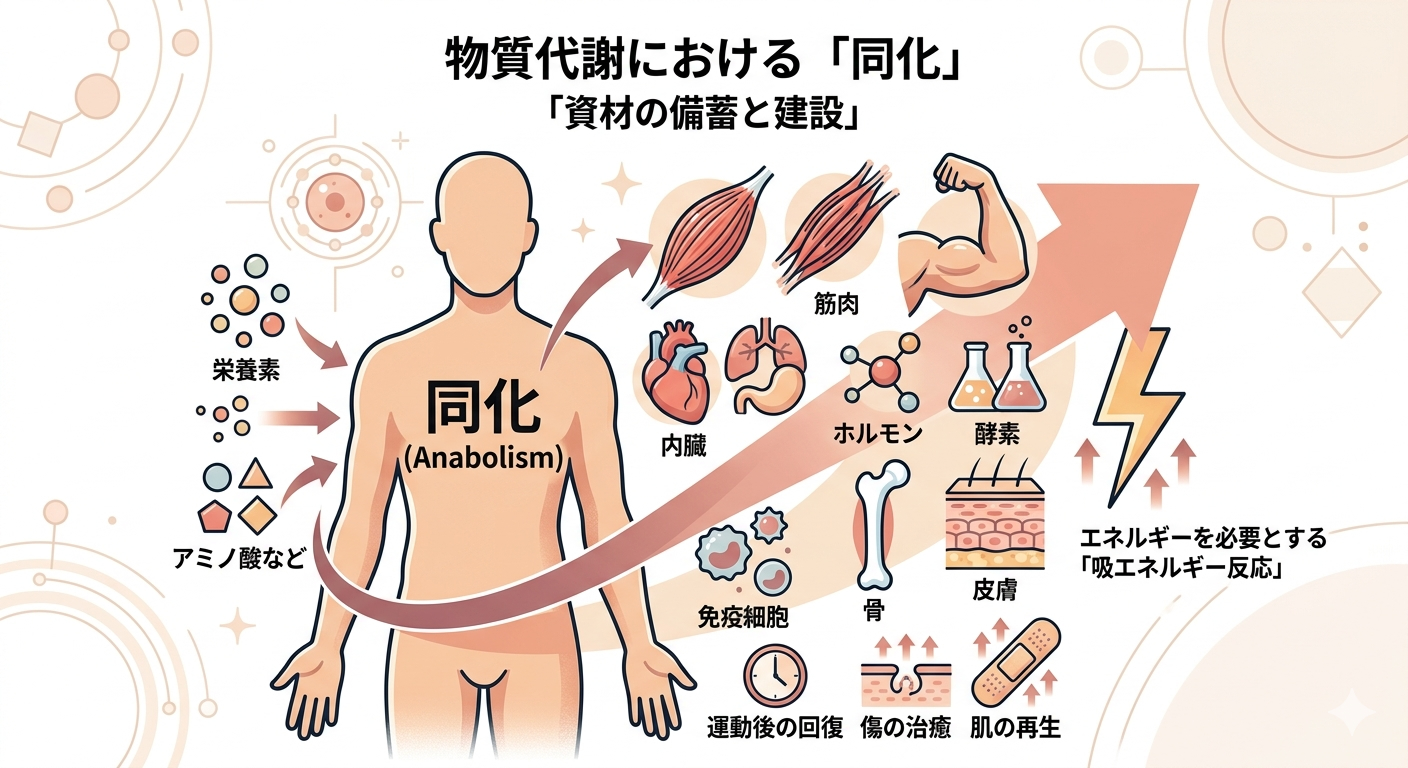 同化（Anabolism）— 「資材の備蓄と建設」
