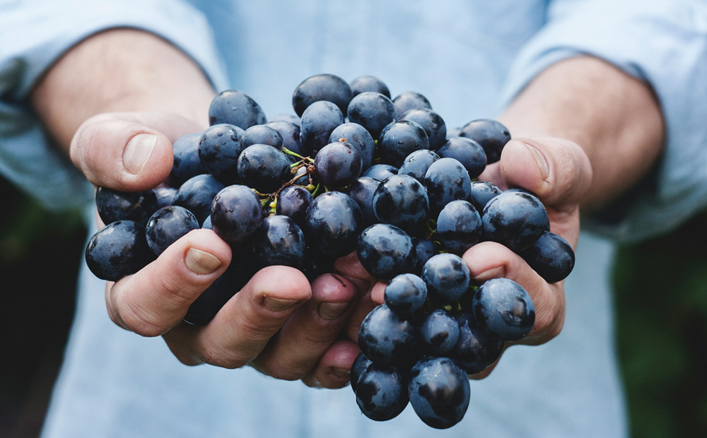 レスベラトロールとは何か