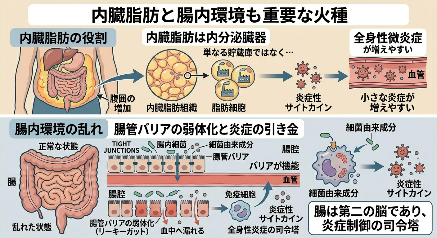 内臓脂肪と腸内環境も重要な火種