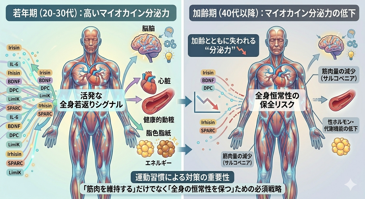 加齢とともに失われるマイオカインの“分泌力”