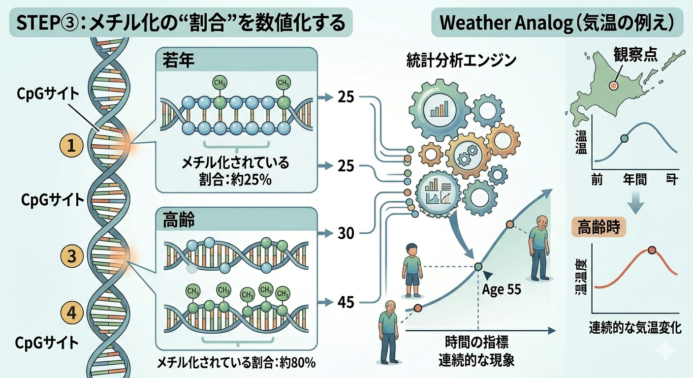 DNAメチル化時計の仕組み-ステップ③：メチル化の“割合”を数値化する