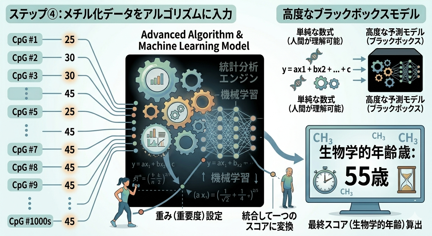 DNAメチル化時計の仕組み-ステップ④：アルゴリズムで年齢に変換する