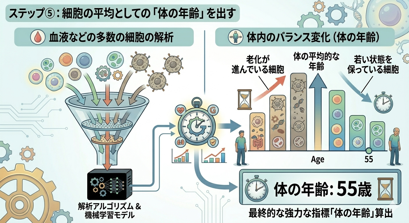 DNAメチル化時計の仕組み-ステップ⑤：細胞の平均としての「体の年齢」を出す