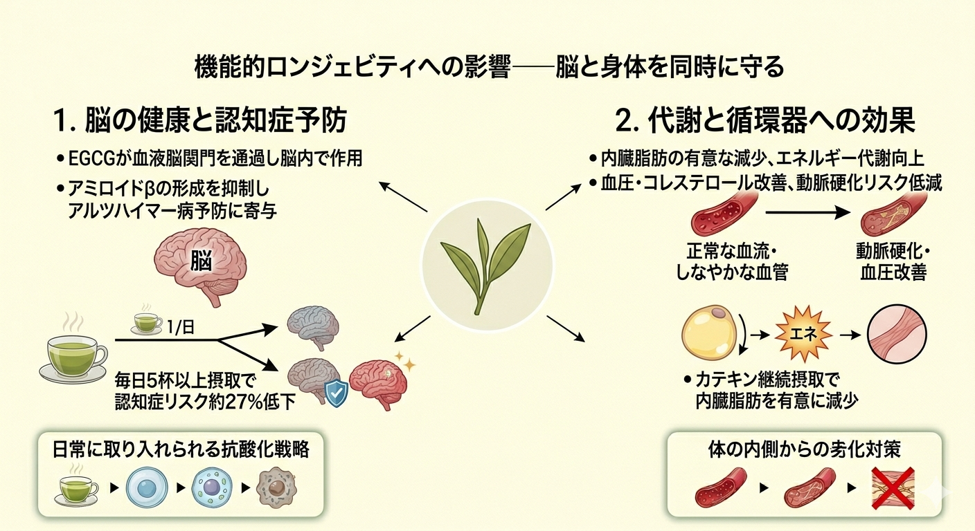 機能的ロンジェビティへの影響──脳と身体を同時に守る