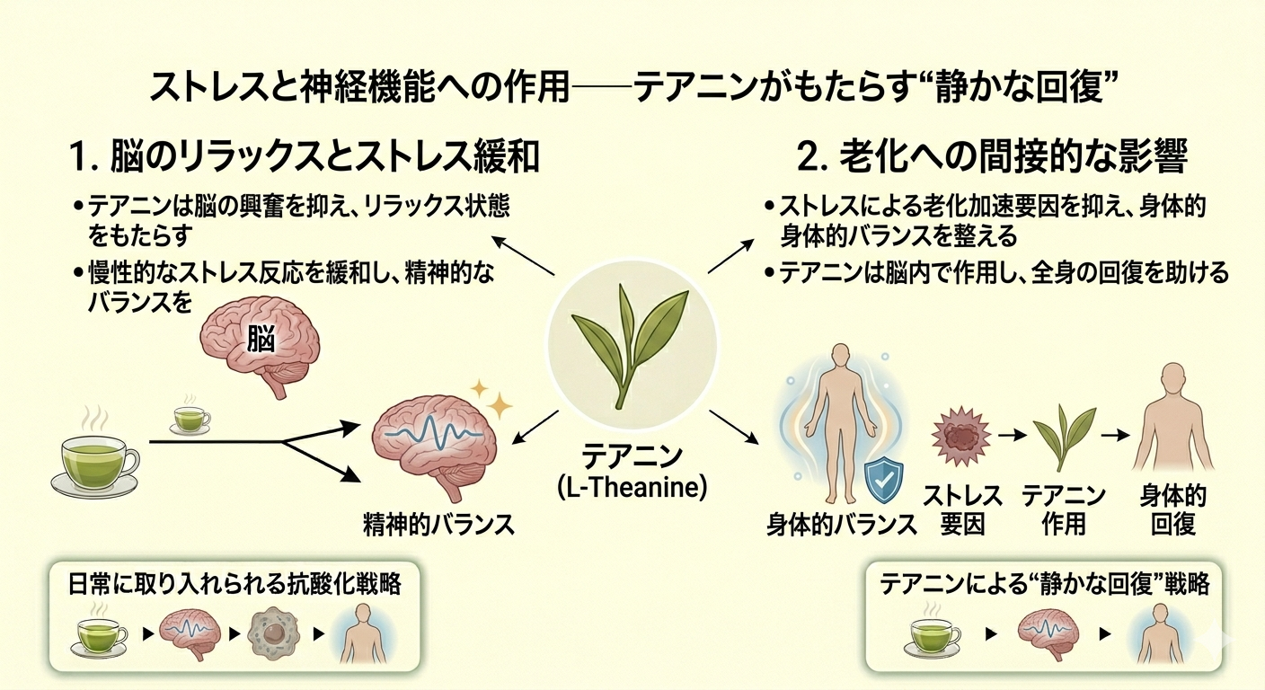 ストレスと神経機能への作用──テアニンがもたらす“静かな回復”