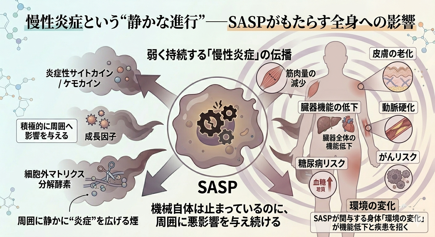 慢性炎症という“静かな進行”──SASPがもたらす全身への影響