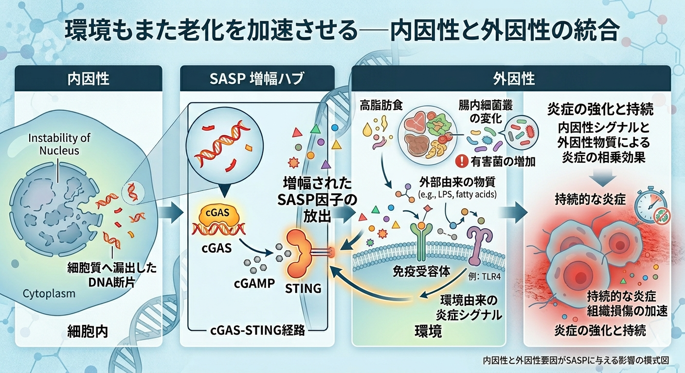 環境もまた老化を加速させる──内因性と外因性の統合