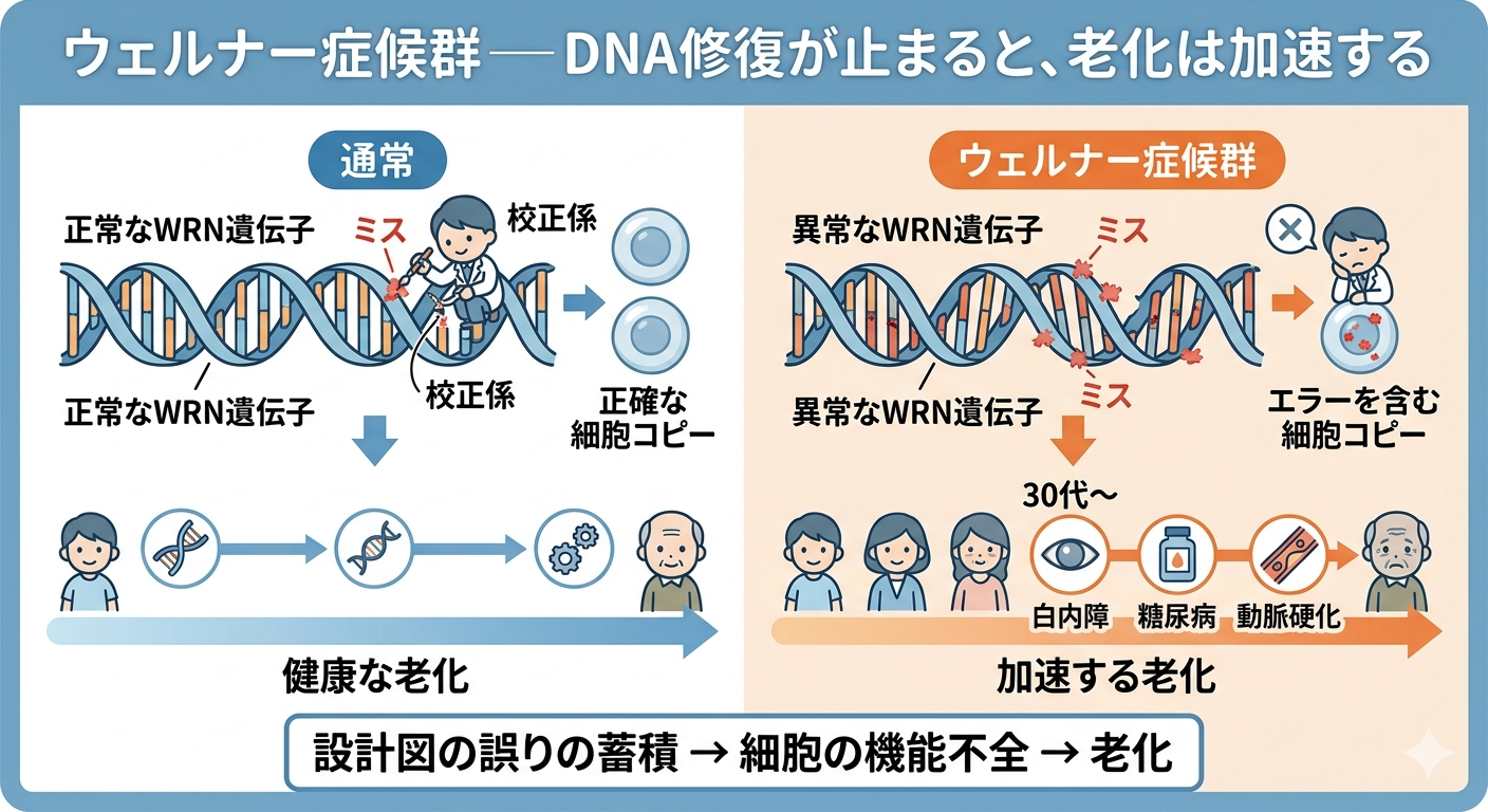 ウェルナー症候群─ DNA修復が止まると、老化は加速する