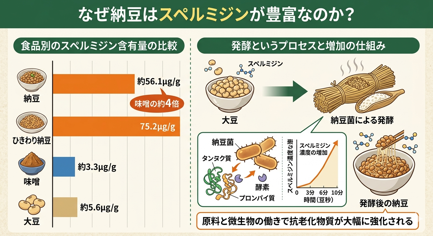 納豆はなぜスペルミジンが豊富なのか──発酵が生み出す“抗老化ブースト”