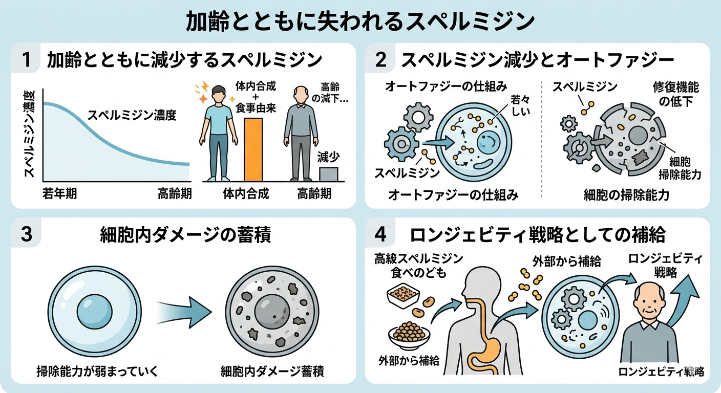 加齢とともに失われるスペルミジン──“静かに進む細胞の防御力低下”