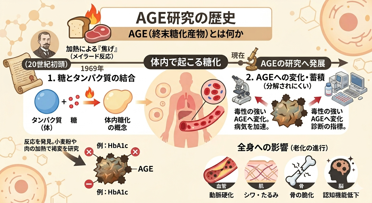 AGE研究の歴史：AGE（Advanced Glycation End Products：終末糖化産物）とは何か