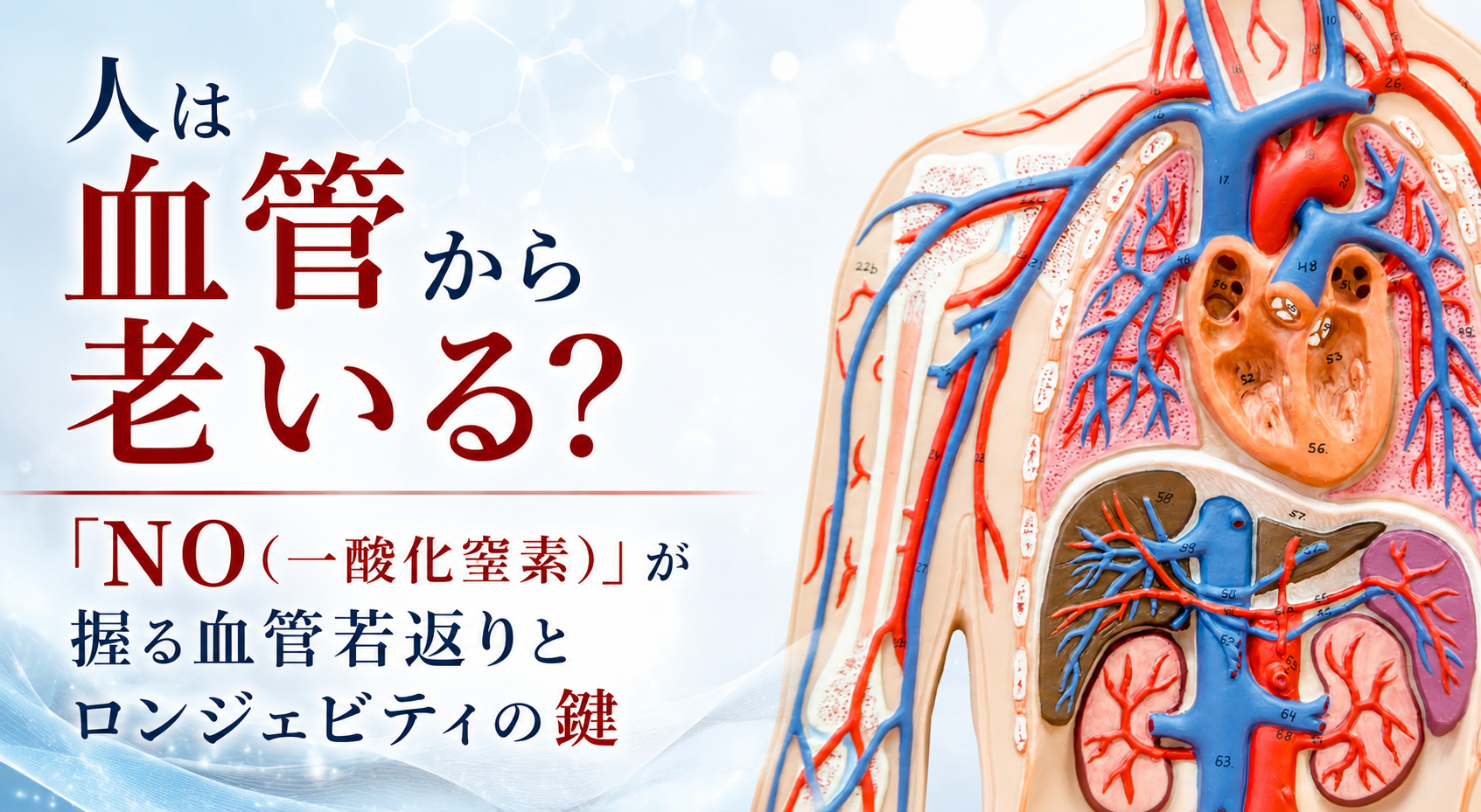 人は血管から老いる？──「NO（一酸化窒素）」が握る血管若返りとロンジェビティの鍵