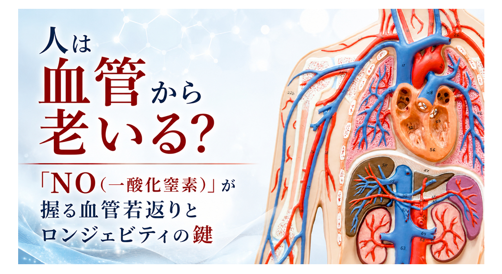 人は血管から老いる？──「NO（一酸化窒素）」が握る血管若返りとロンジェビティの鍵