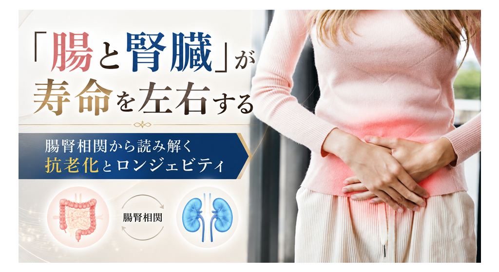 「腸と腎臓」が寿命を左右する──腸腎相関から読み解く抗老化とロンジェビティ