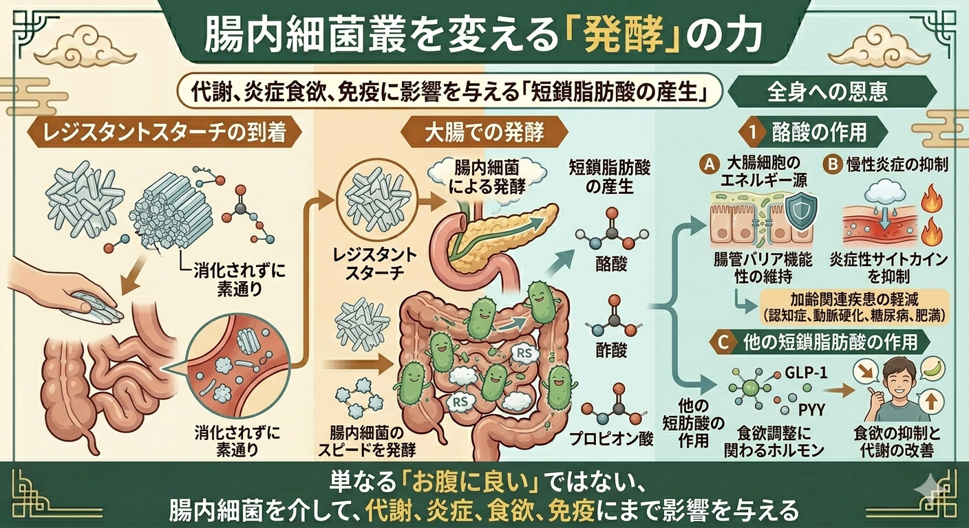 レジスタントスターチの腸内細菌叢を変える「発酵」の力