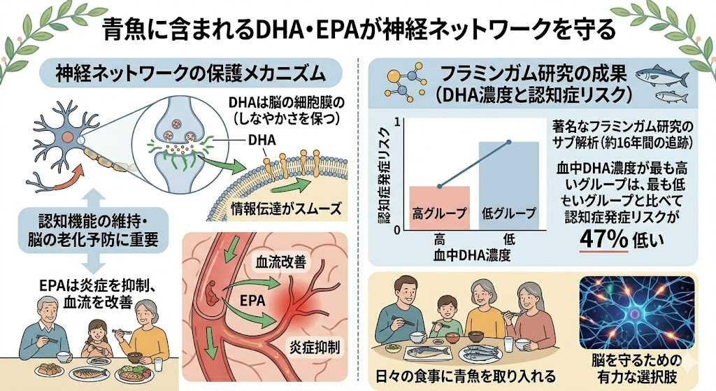 青魚に含まれるDHA・EPAが神経ネットワークを守る