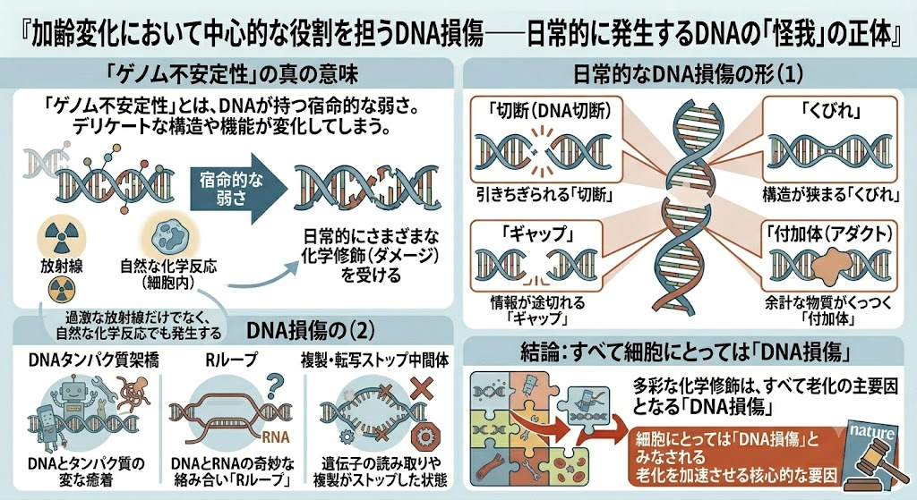 加齢変化において中心的な役割を担うDNA損傷──日常的に発生するDNAの「怪我」の正体