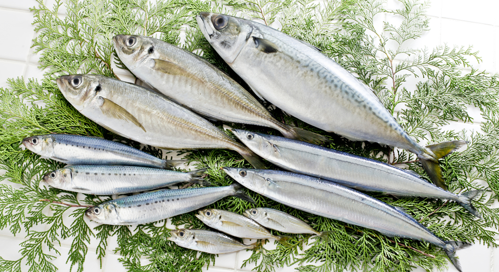 青魚（サバ・イワシ・サンマなど）