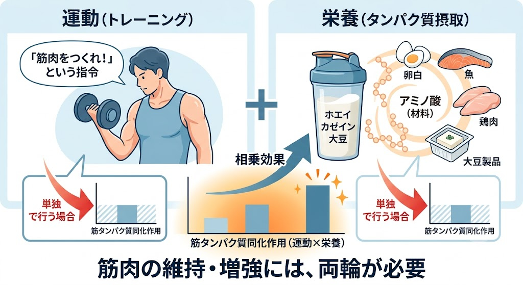 運動と栄養は、組み合わせることで真価を発揮する