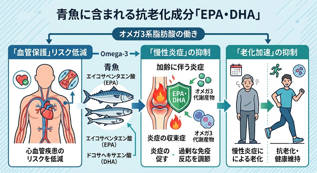 青魚に含まれる抗老化成分「EPA・DHA」