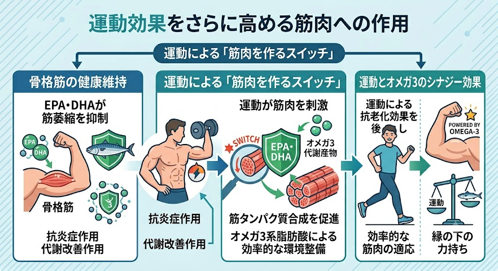 運動効果をさらに高める筋肉への作用