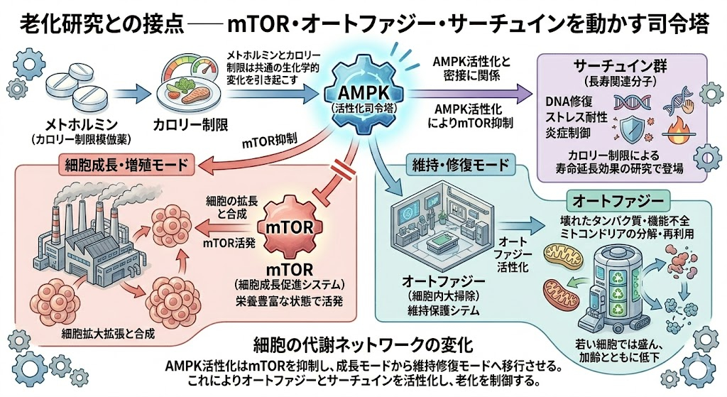 メトホルミンと老化研究との接点——mTOR・オートファジー・サーチュインを動かす司令塔