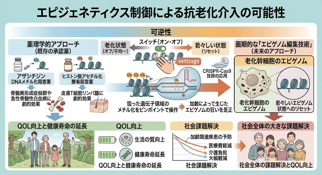 エピジェネティクス制御による抗老化介入の可能性