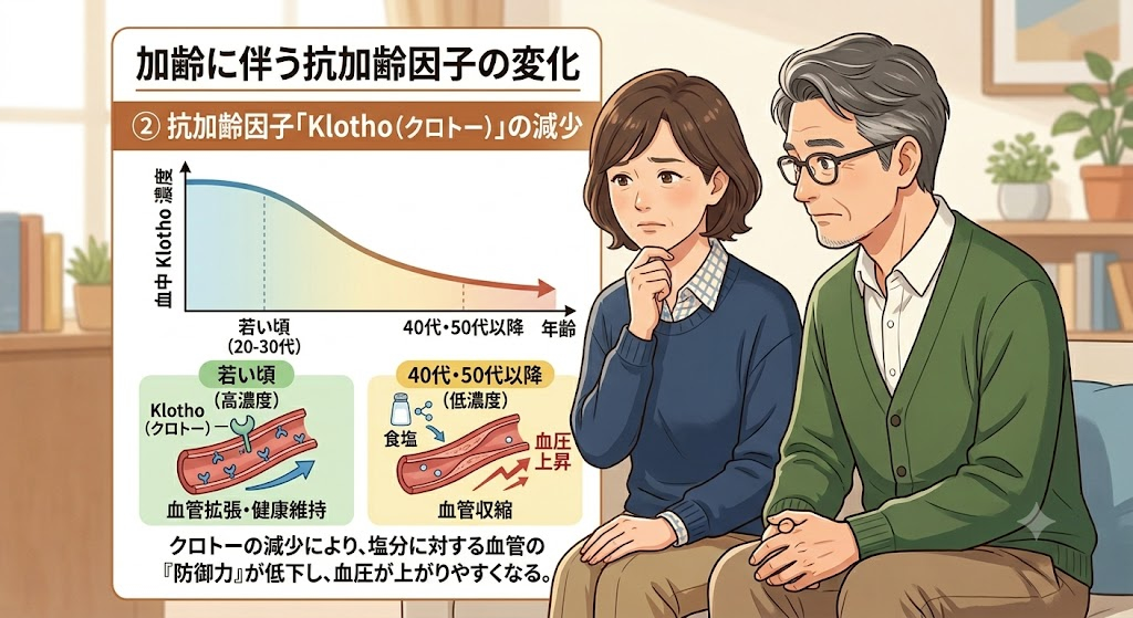 ② 抗加齢因子「Klotho(クロトー)」の減少
