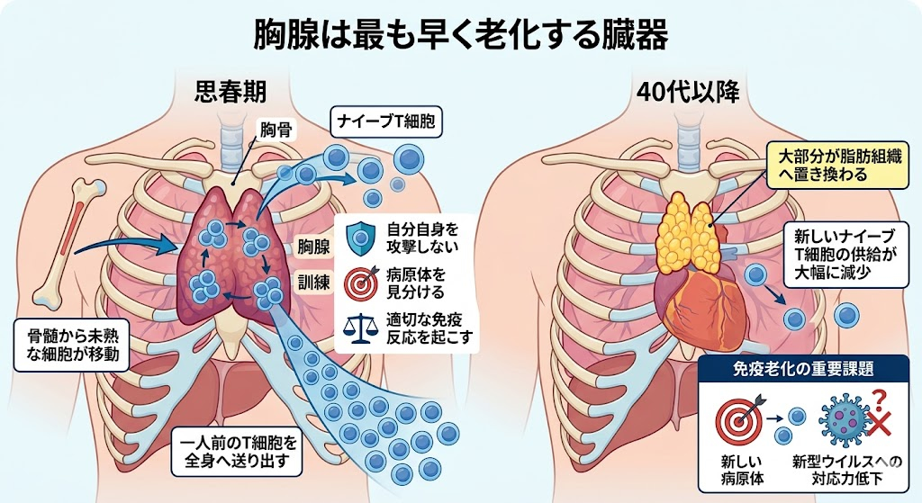 胸腺は最も早く老化する臓器