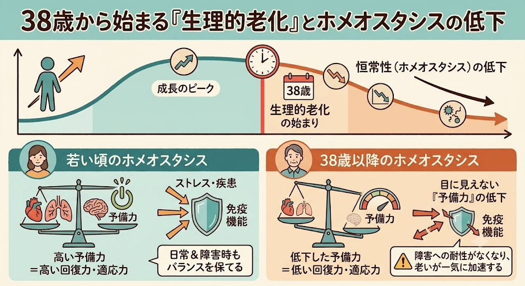 38歳から始まる「生理的老化」とホメオスタシスの低下
