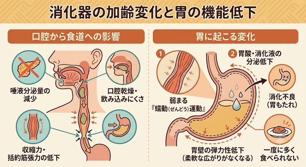 消化器の加齢変化は器官ごとに進行する