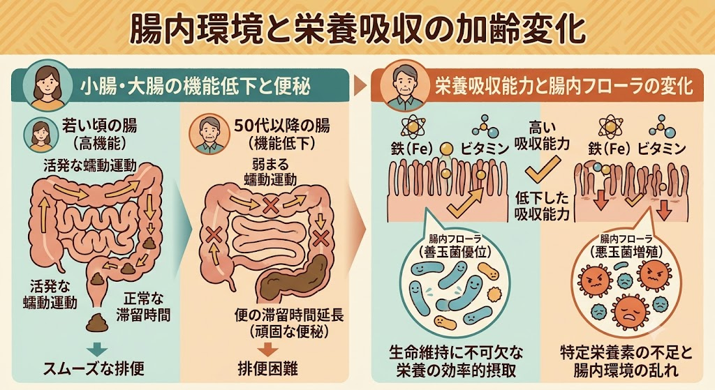 腸内環境と栄養吸収にも影響が及ぶ