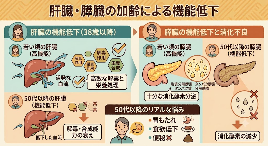 肝臓・膵臓の機能低下も進行する