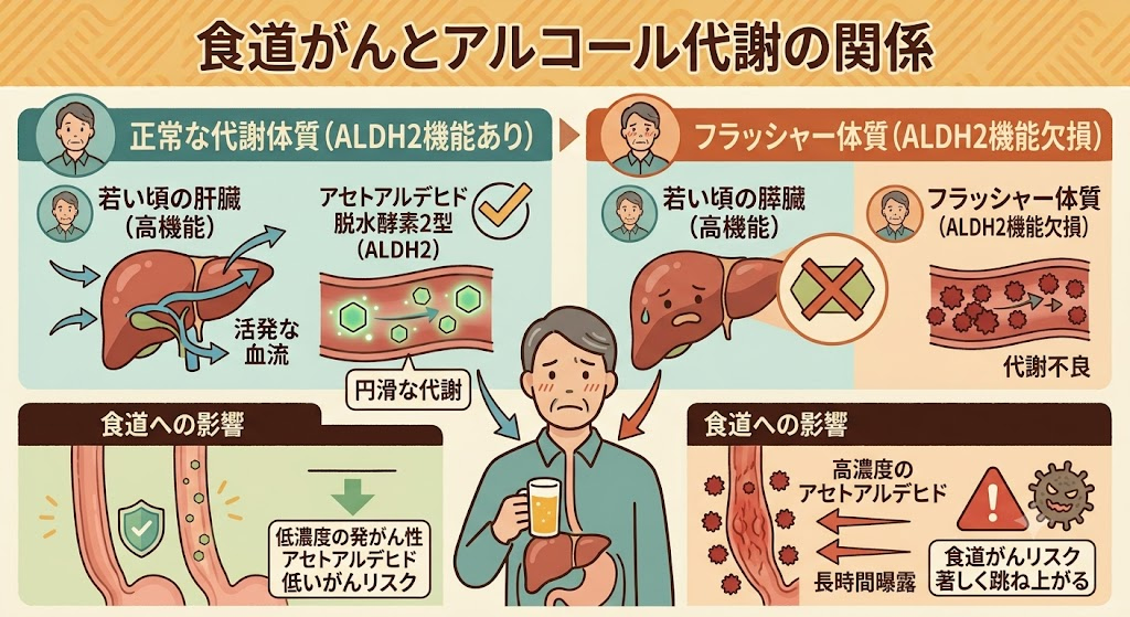 食道がんとアルコール代謝の関係