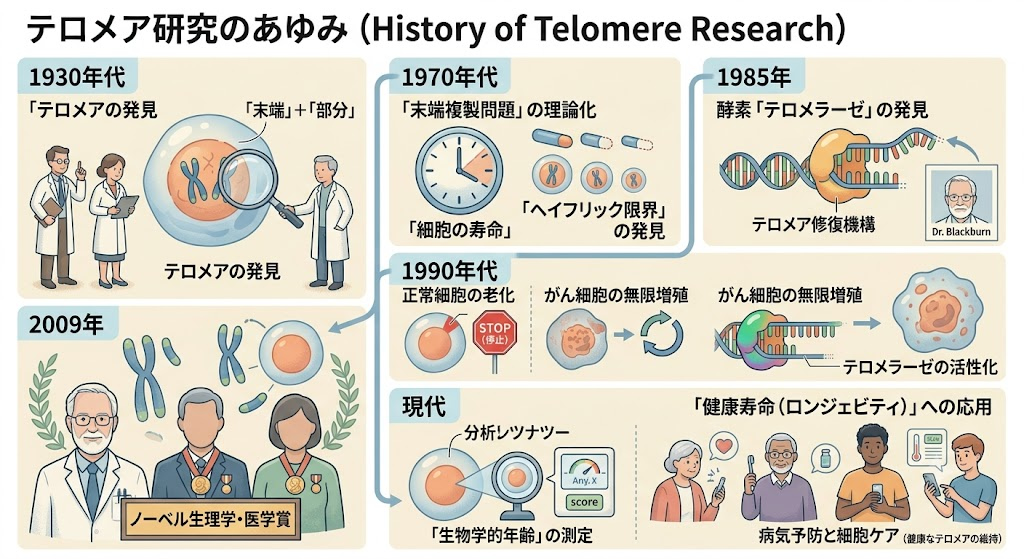 テロメア研究のあゆみ ── 1930年代の発見からノーベル賞まで
