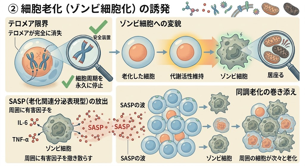 ② 細胞老化（ゾンビ細胞化）の誘発