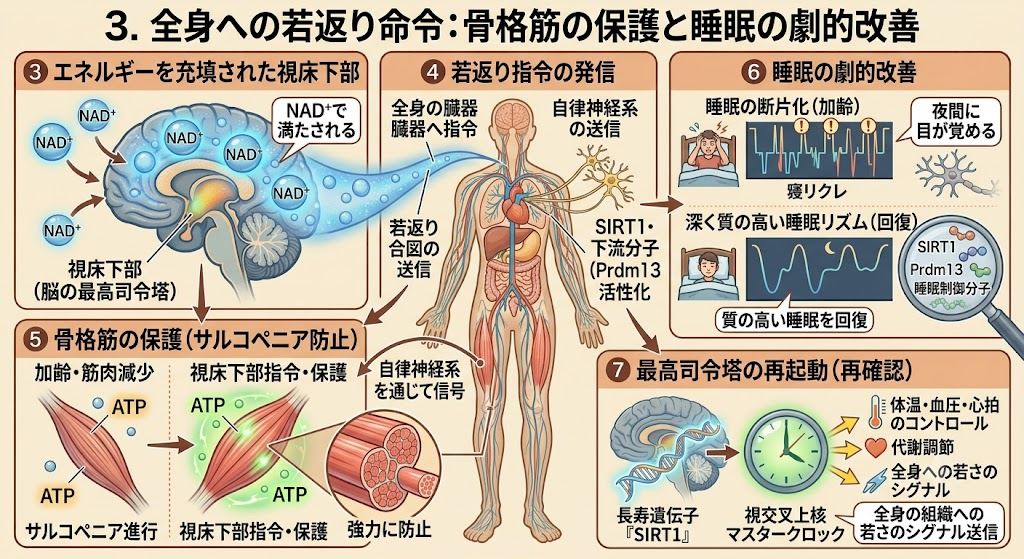 脂肪組織と視床下部が遠隔で手を取り合う「NAD World」理論──3. 全身への若返り命令：骨格筋の保護と睡眠の劇的改善
