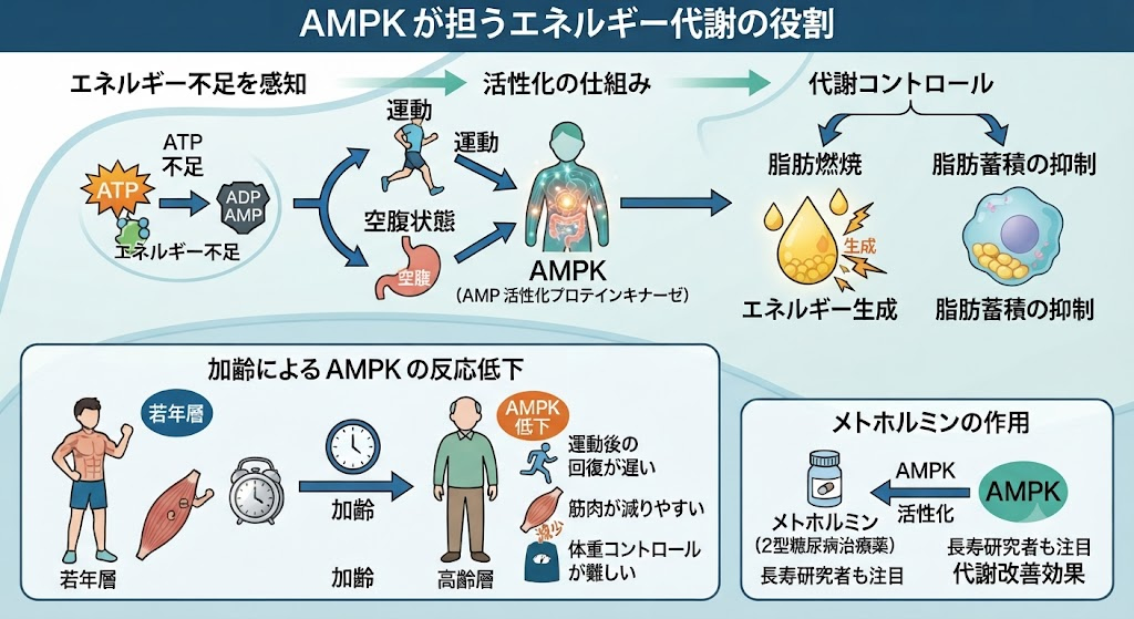 AMPKが担うエネルギー代謝の役割
