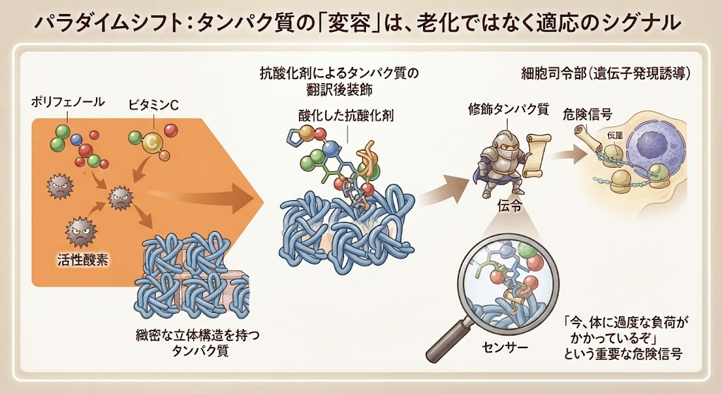 パラダイムシフト：タンパク質の「変容」は、老化ではなく適応のシグナル