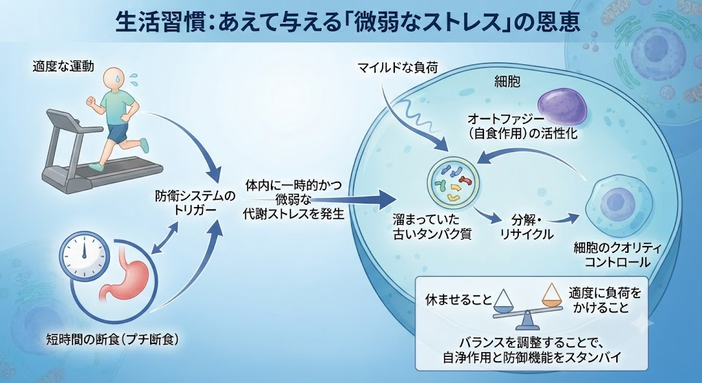 生活習慣：あえて与える「微弱なストレス」の恩恵
