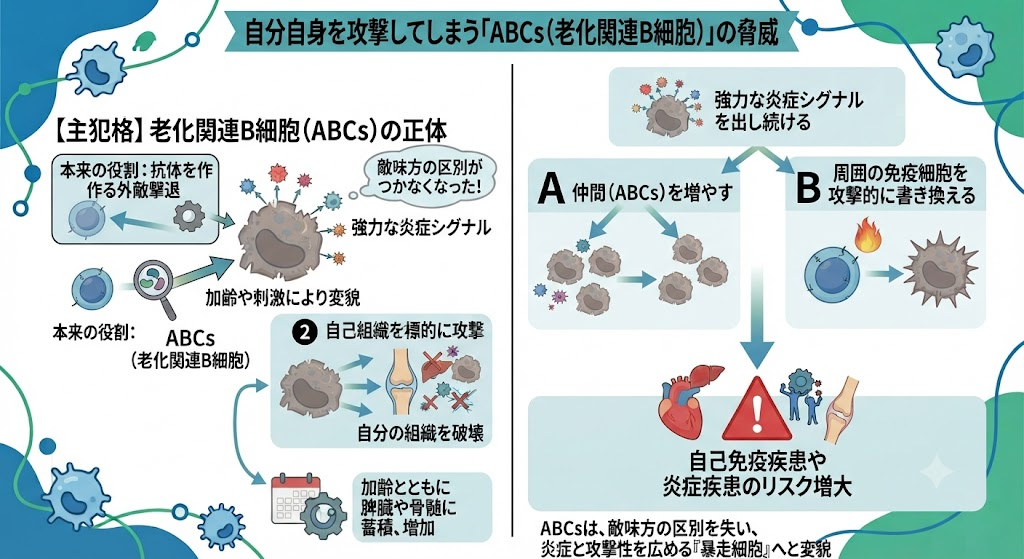 自分自身を攻撃してしまう「ABCs（老化関連B細胞）」