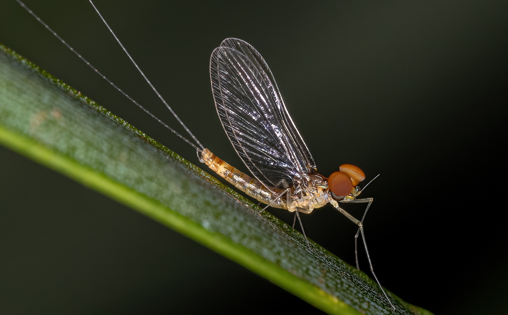多くの昆虫(繁殖に特化した極端な成虫期)