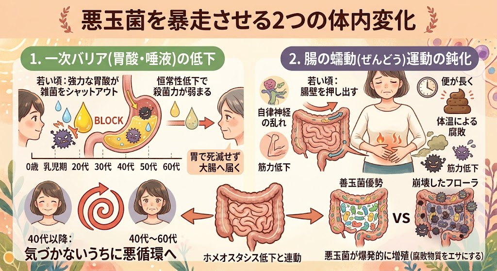 悪玉菌を暴走させる2つの体内変化