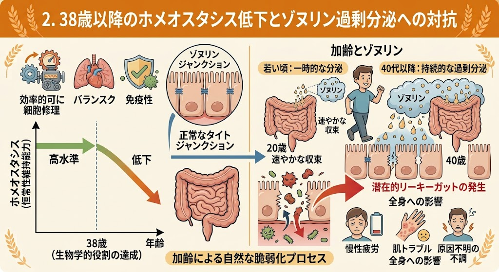 38歳以降のホメオスタシス低下とゾヌリン過剰分泌への対抗