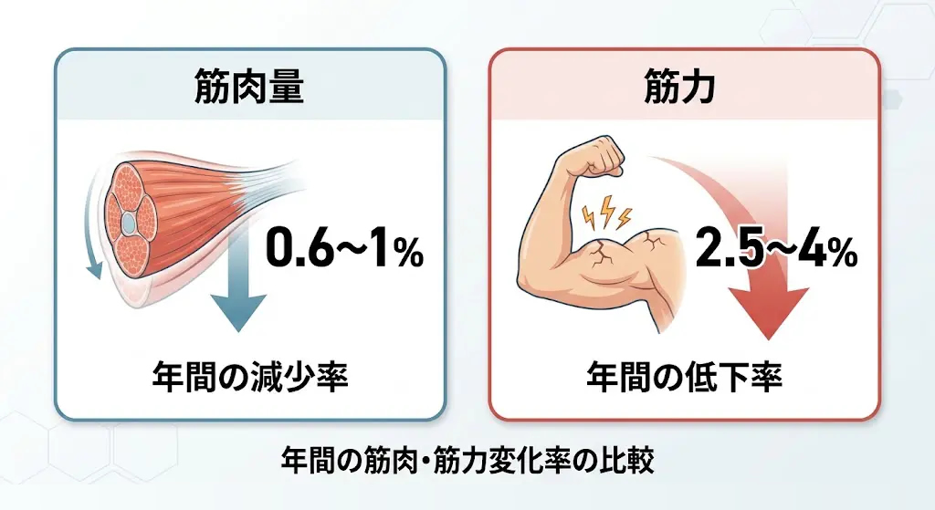 筋肉量と筋力の低下速度の違い
